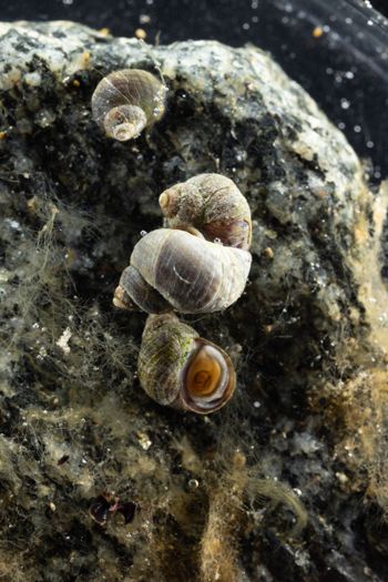 Media type: image;   Malacology 413373 Description: Live specimen image, in situ.;